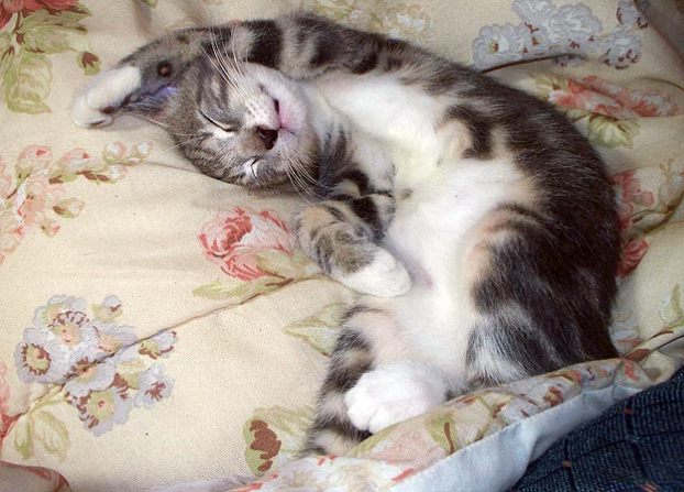 Out Cold: Submitted by Marina Y. "This is our 12-week-old ... Out Cold: Submitted by Marina Y. "This is our 12-week-old ...